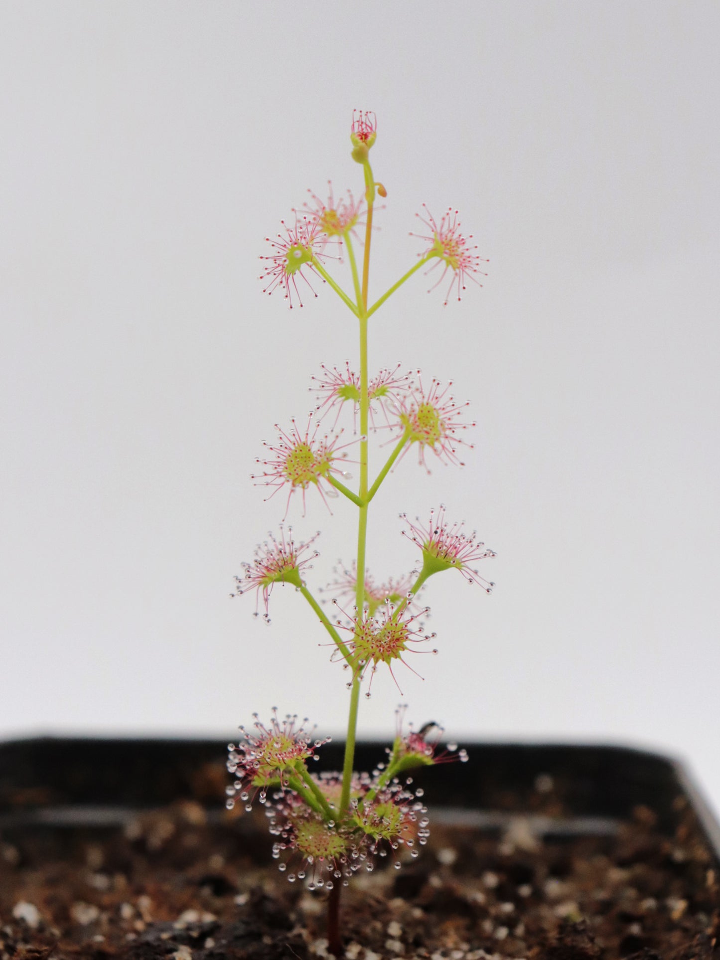 Drosera porrecta Marchagee, West Australia