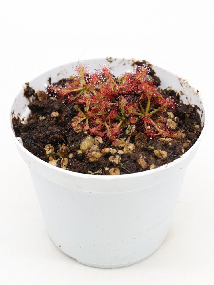 Drosera roraimae Murosipan Tepui