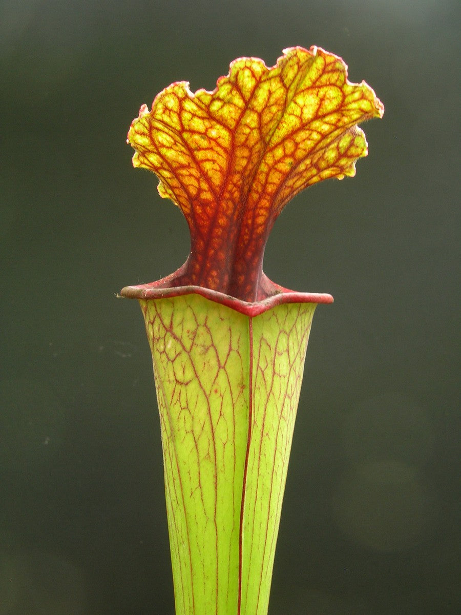 Links „Daniel Rudd“ SH45 RVL