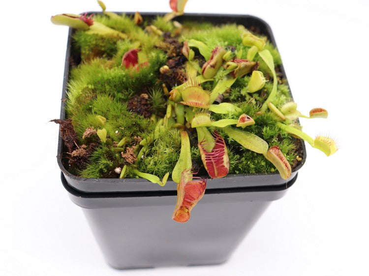 Dionaea muscipula 'Fondue'