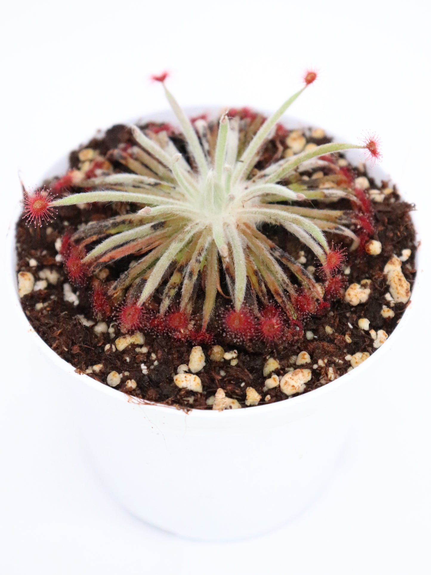 Drosera aff. lanata Arnhem Highway, NT, Australien