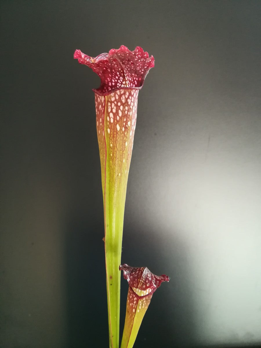 Sarracenia x excellens Marsure clone