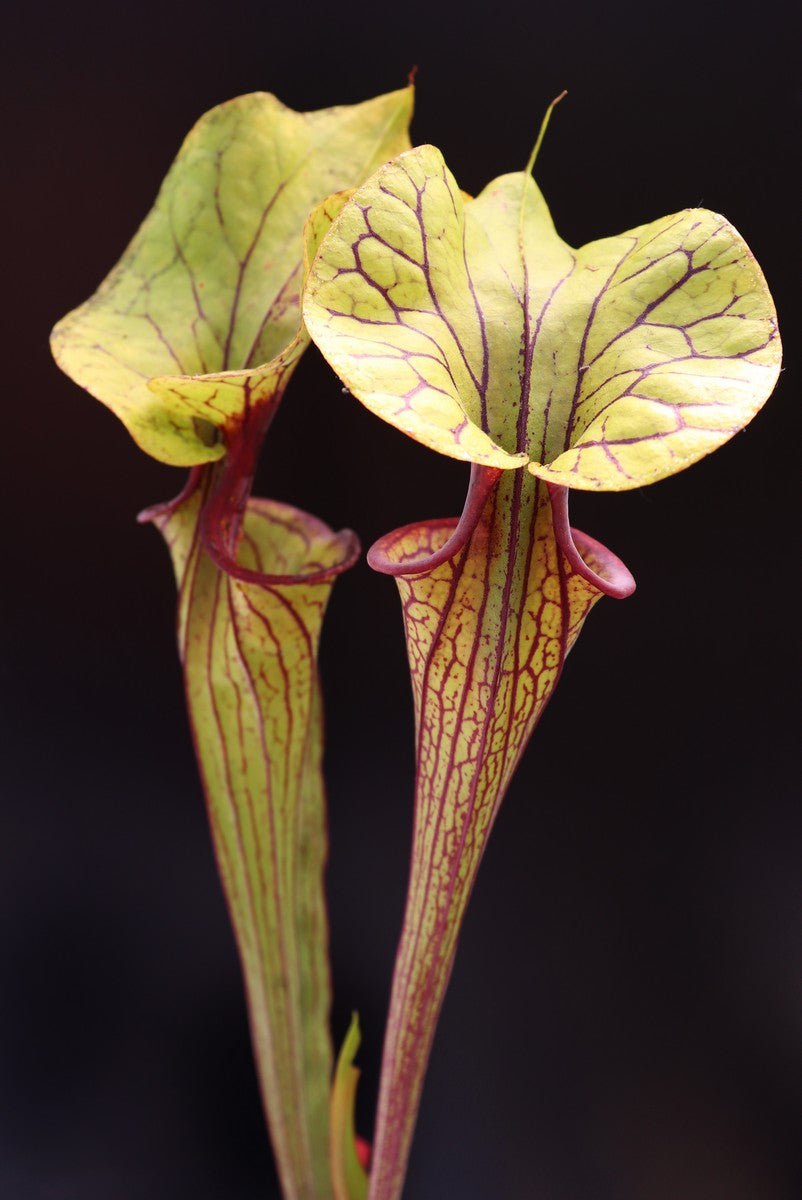 Sarracenia flava var. ornata   F104 MK  Apalachicola National Forest, FL