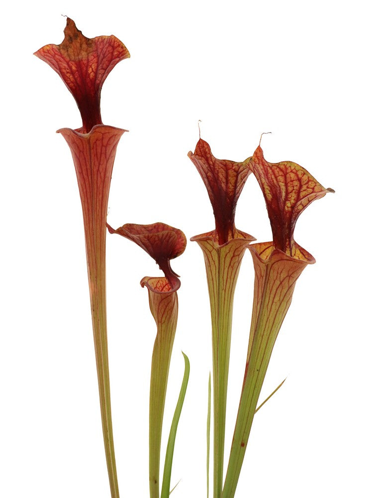 Sarracenia flava var. cuprea F108 PW