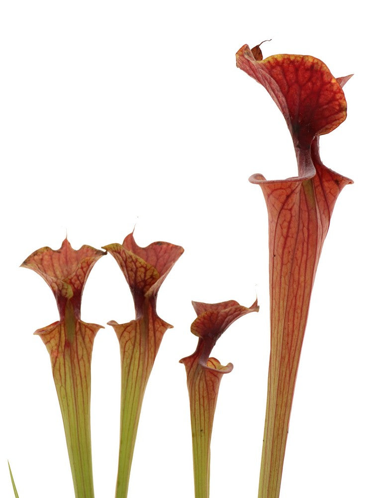 Sarracenia flava var. cuprea F108 PW