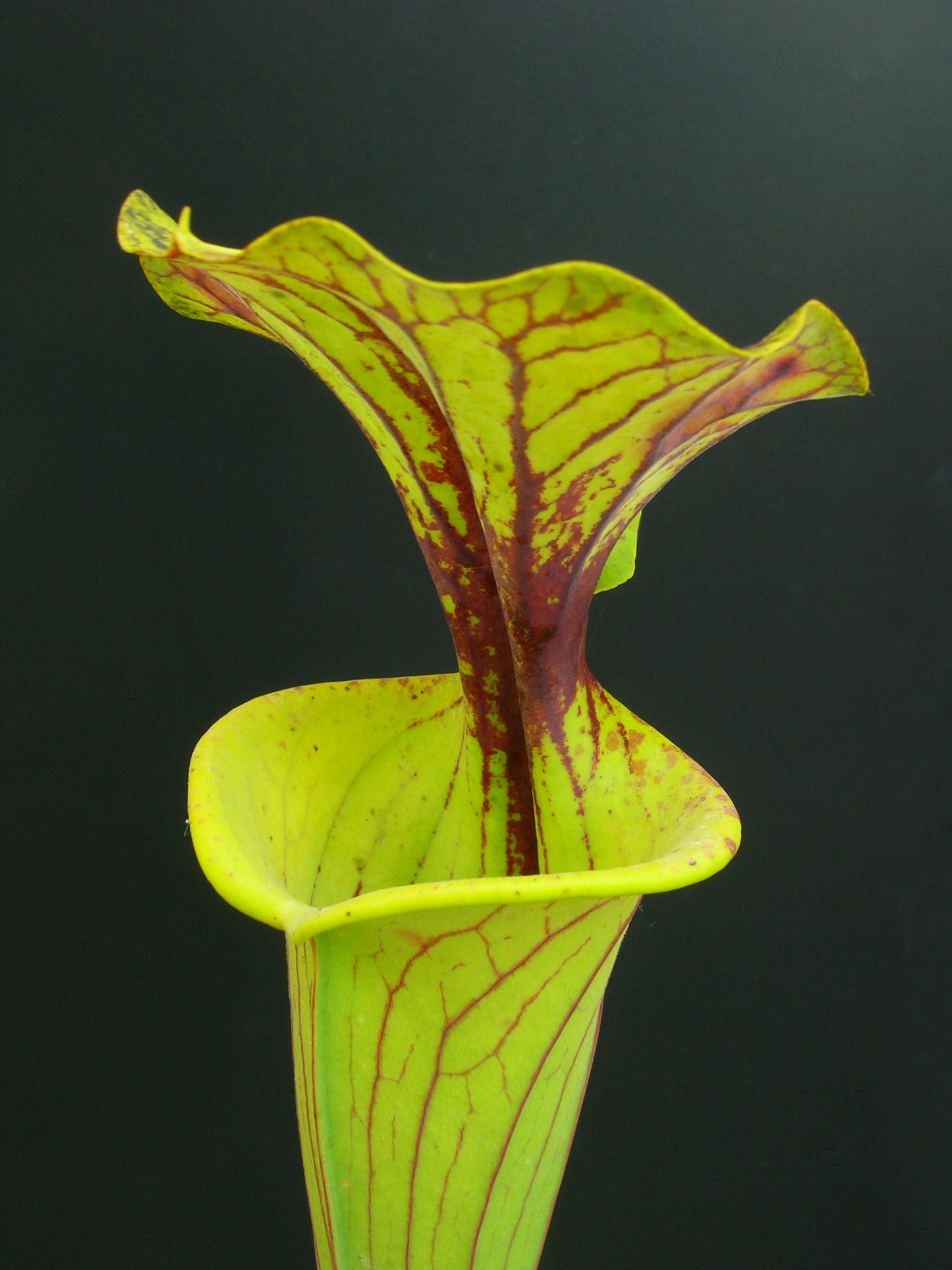 Sarracenia flava var. flava cv 'maxima'  F11 MK