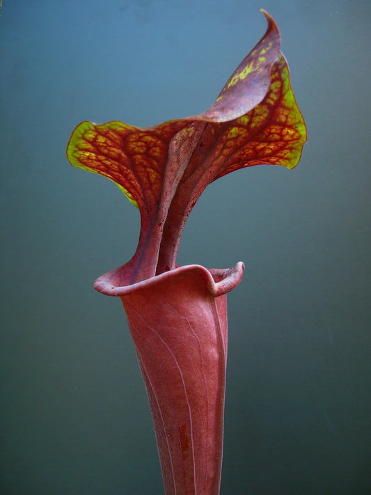 Sarracenia flava var. rubricorpora F124 MK Don Schnell