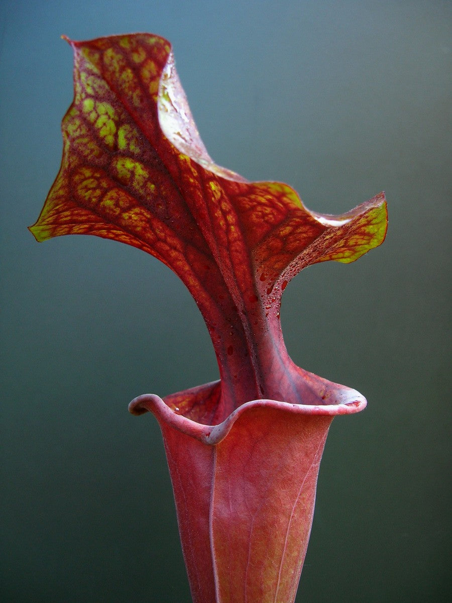 Sarracenia flava var. rubricorpora F124 MK Don Schnell
