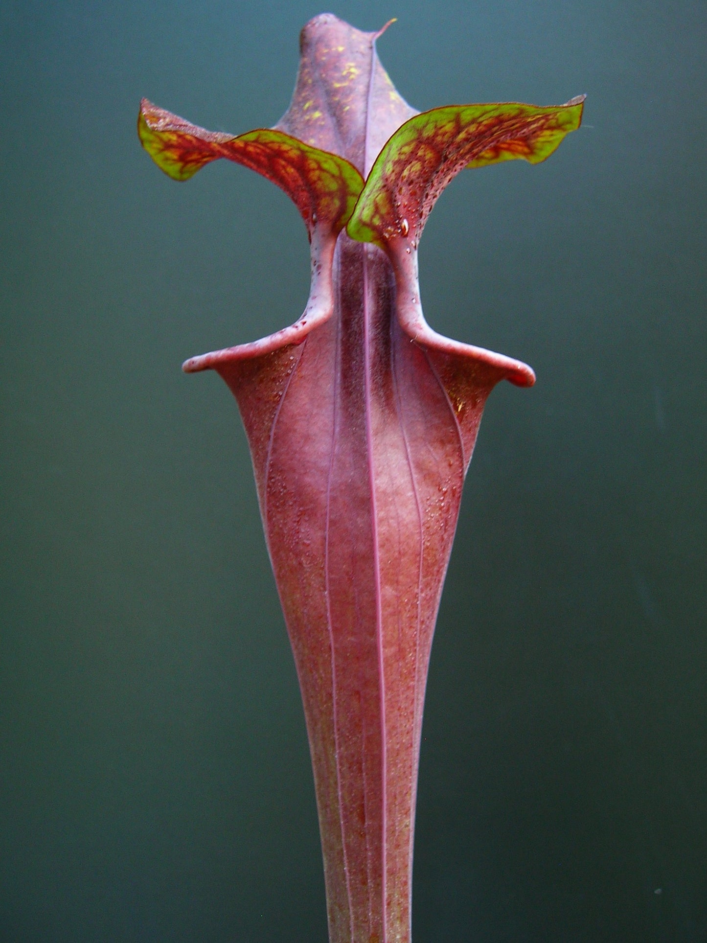 Sarracenia flava var. rubricorpora F124 MK Don Schnell