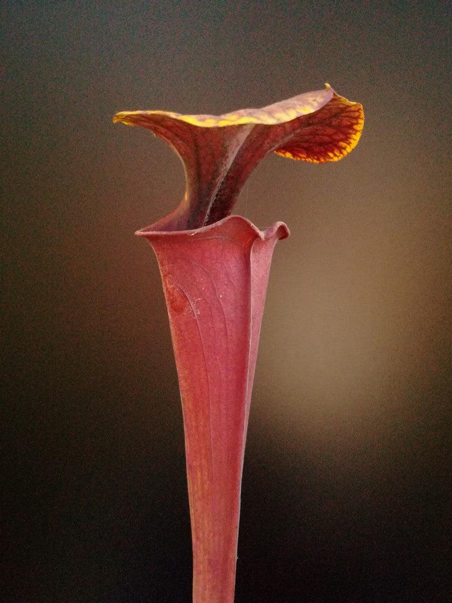 Sarracenia flava var. atropurpurea F135 MK Cook's bayou