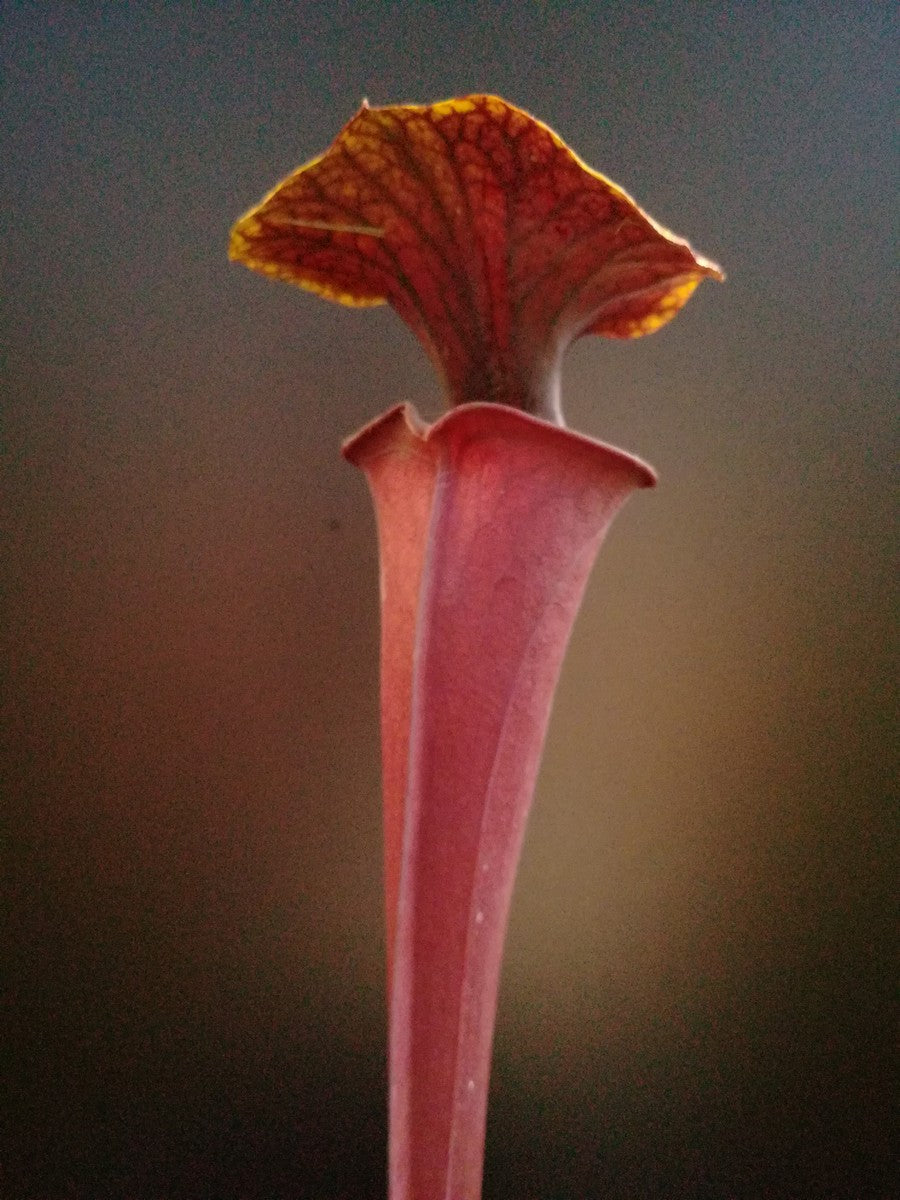 Sarracenia flava var. atropurpurea F135 MK Cook's bayou