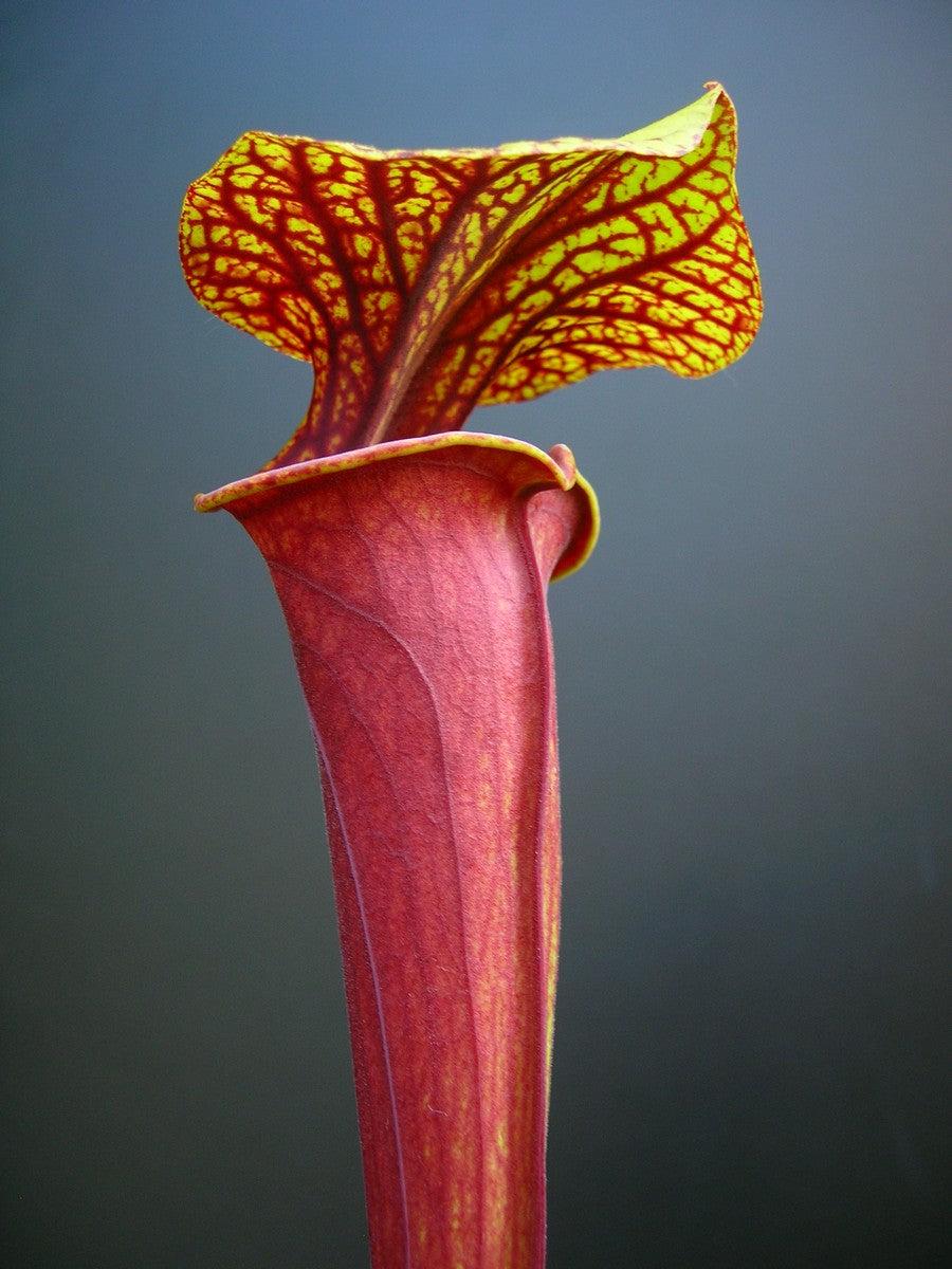 Sarracenia flava var. atropurpurea F135 MK Cook's bayou