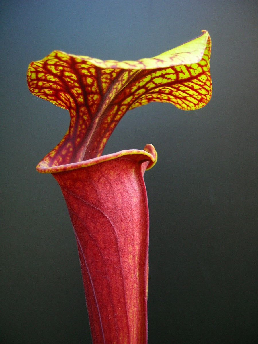 Sarracenia flava var. atropurpurea F135 MK Cook's bayou