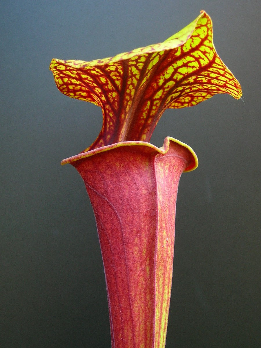 Sarracenia flava var. atropurpurea F135 MK Cook's bayou