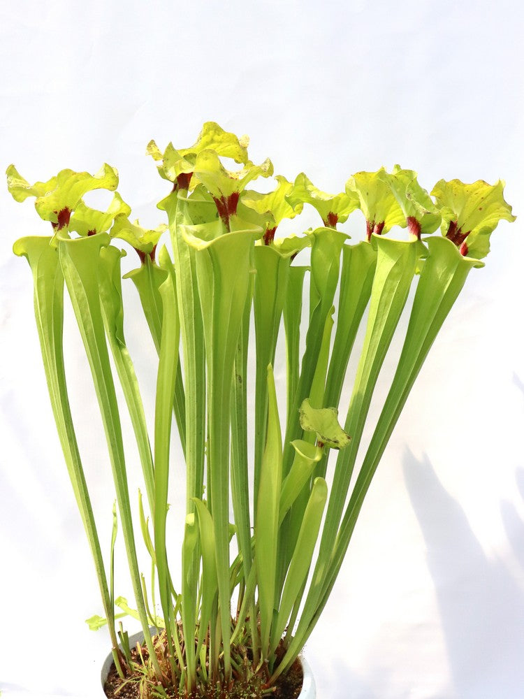Sarracenia flava var. rugelii  F140B MK