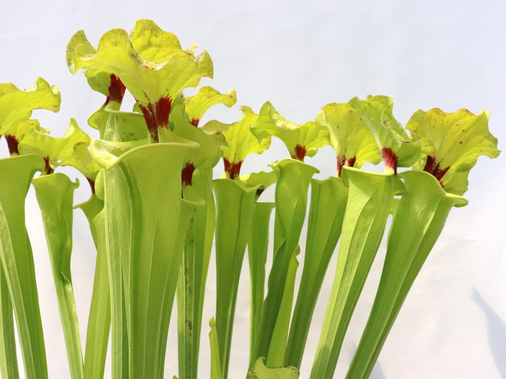 Sarracenia flava var. rugelii  F140B MK