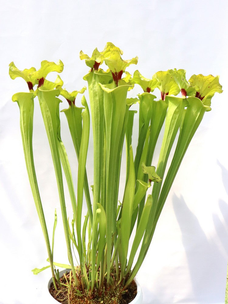 Sarracenia flava var. rugelii  F140B MK