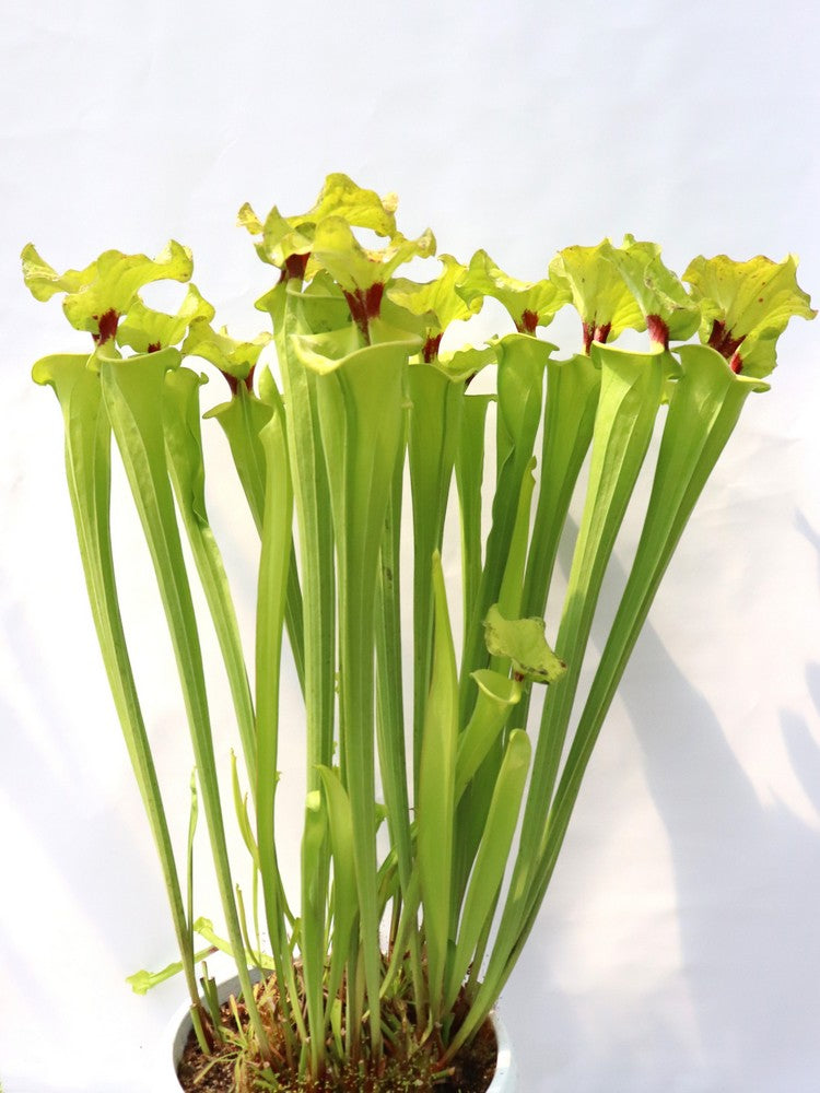 Sarracenia flava var. rugelii  F140B MK