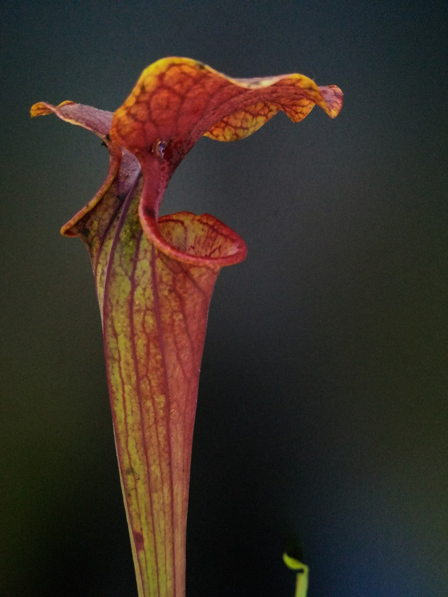 Sarracenia flava var. ornata  F144 MK  Andrew Marshall