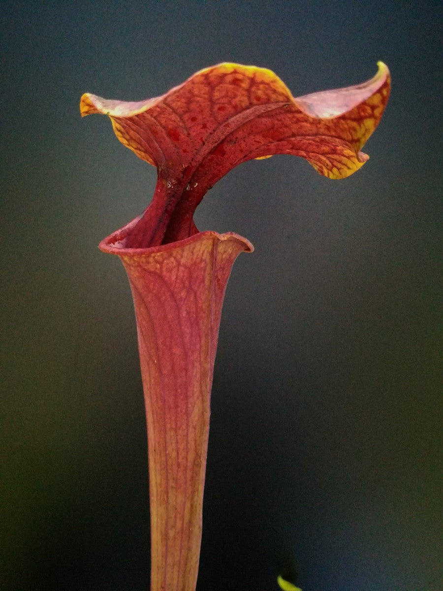 Sarracenia flava var. ornata  F144 MK  Andrew Marshall