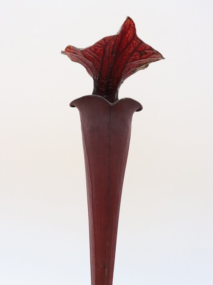 Sarracenia flava var. rubricorpora Very Dark Marroon Tube F149 MK