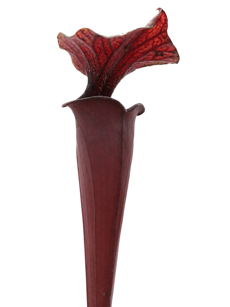 Sarracenia flava var. rubricorpora Very Dark Marroon Tube F149 MK