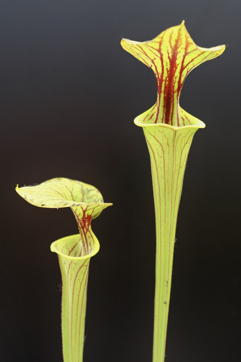 Sarracenia flava var. ornata F156 MK Prince George Co.