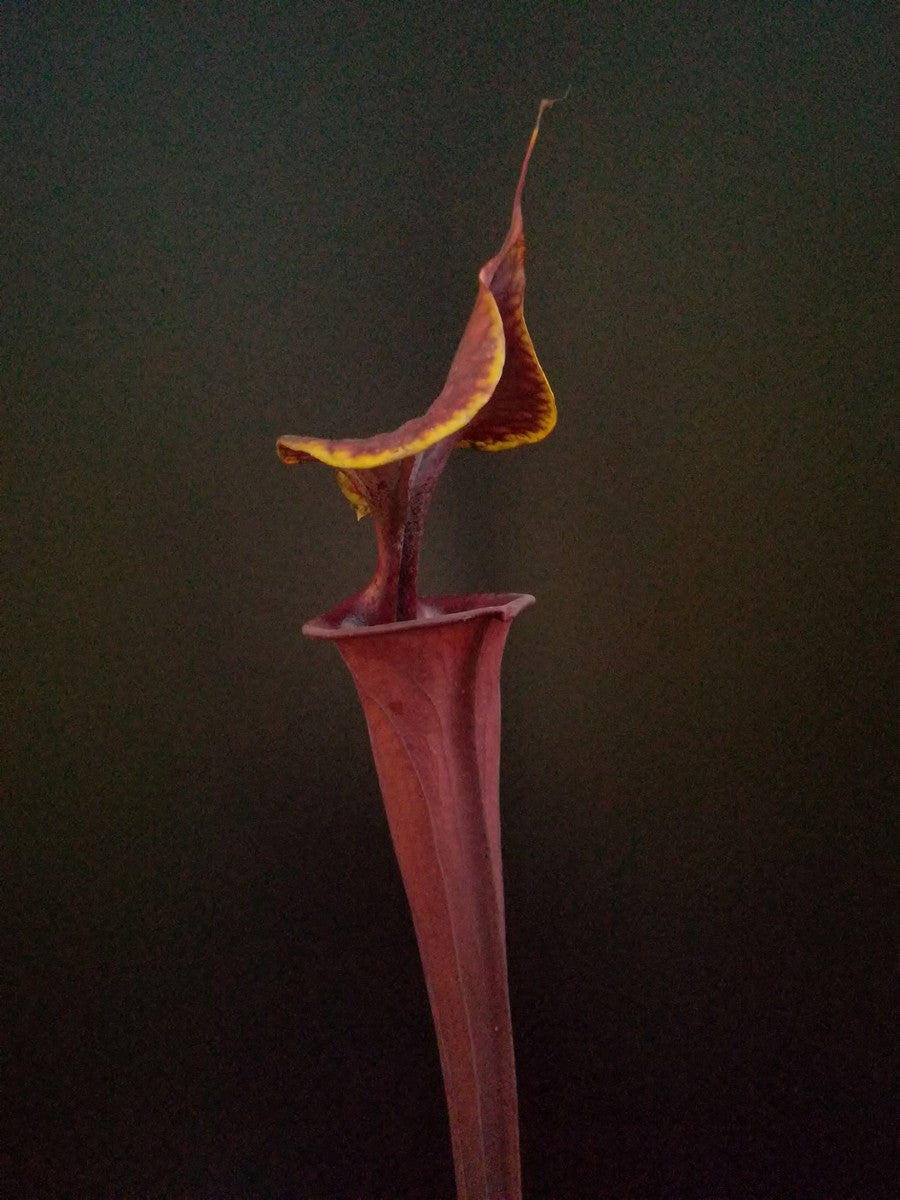 Sarracenia flava var. atropurpurea F174 MK  Marston Exotics