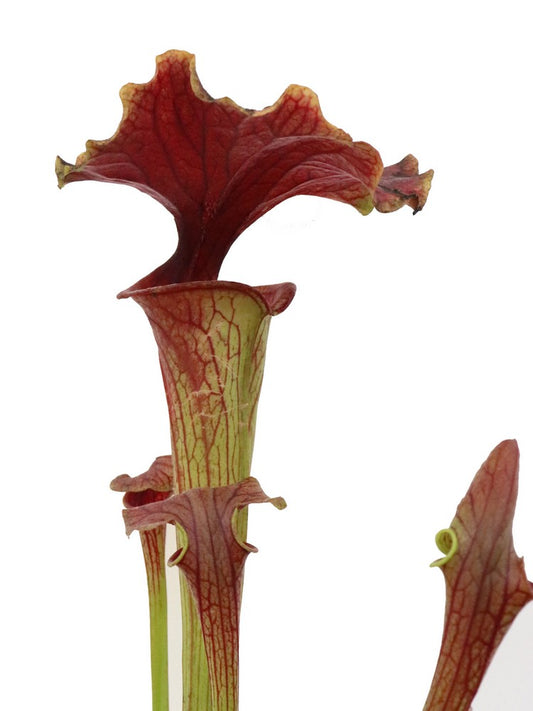 Sarracenia flava var. atropurpurea " Kimber red ruffled " F195 MK