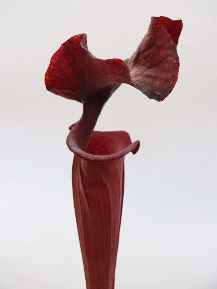 Sarracenia flava var. atropurpurea  F198 MK