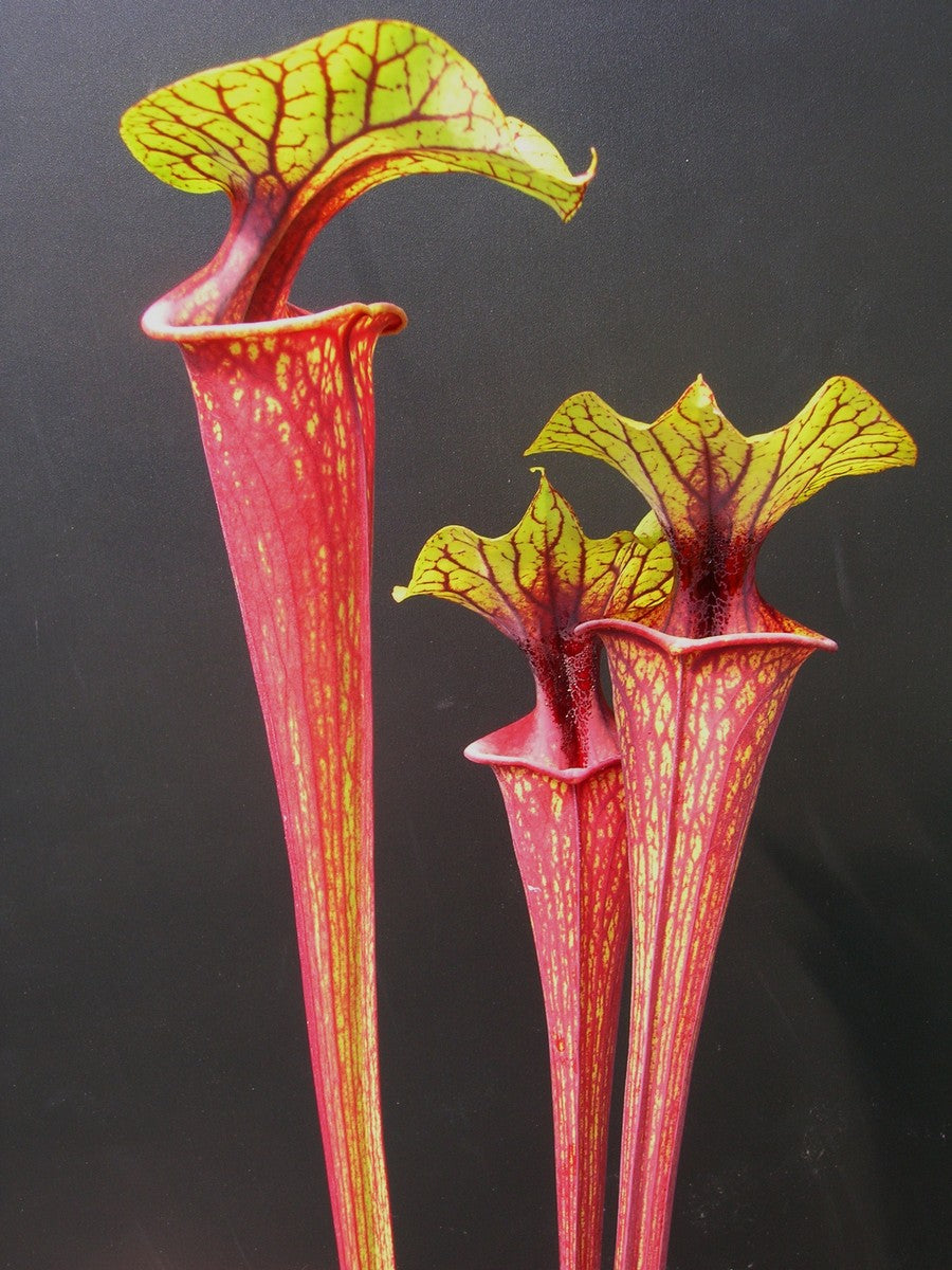 Sarracenia flava var. ornata F208 MK