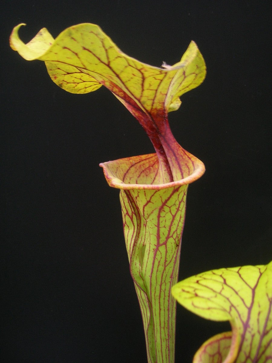 Sarracenia flava var. ornata F208 MK