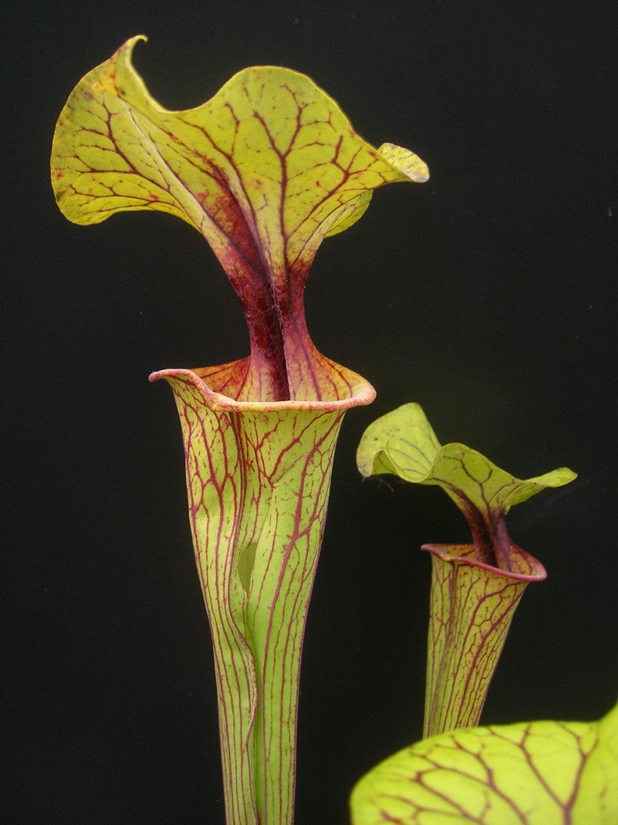Sarracenia flava var. ornata F208 MK