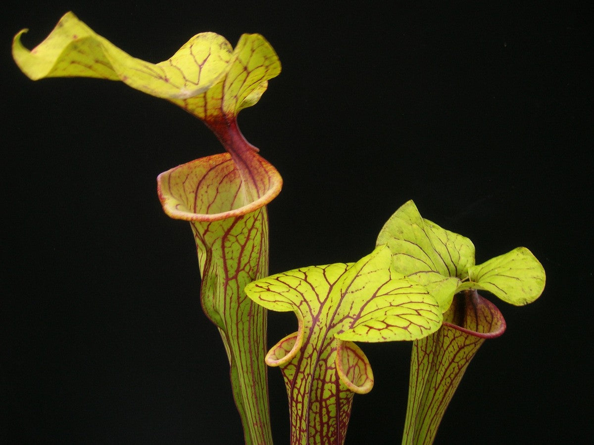 Sarracenia flava var. ornata F208 MK