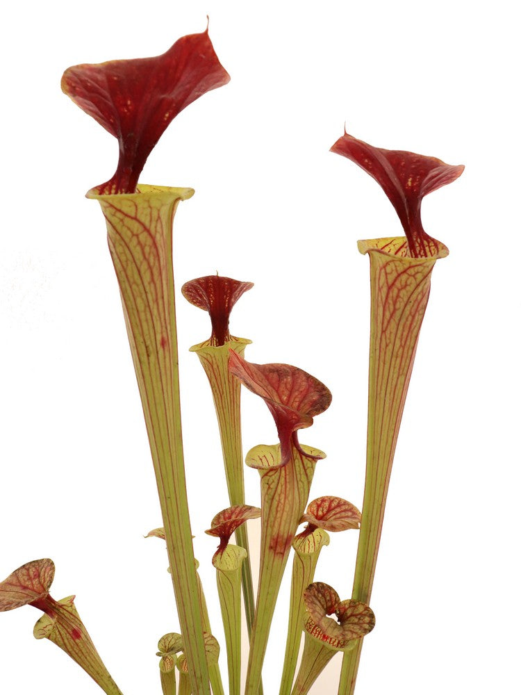 Sarracenia flava var. cuprea Green Swamp, North Carolina Large spot into lid F216 MK