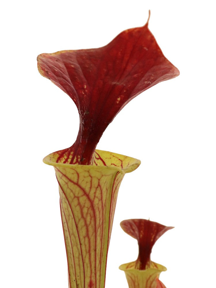 Sarracenia flava var. cuprea Green Swamp, North Carolina Large spot into lid F216 MK
