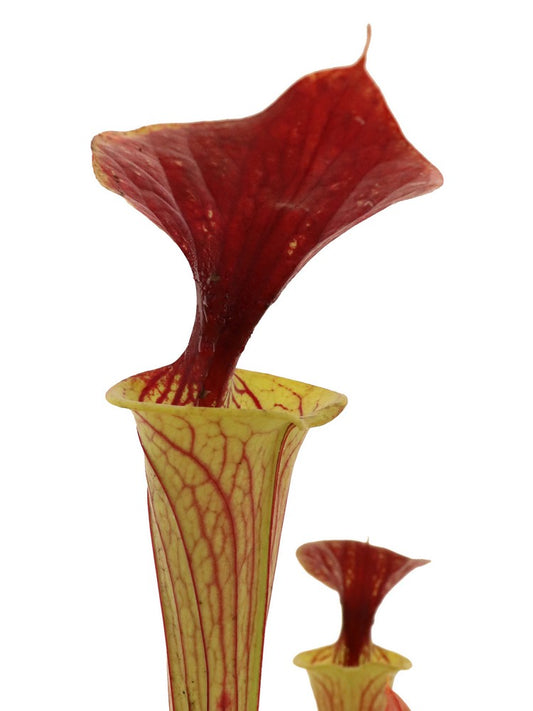 Sarracenia flava var. cuprea  Green Swamp, North Carolina Large spotch into lid  F216 MK
