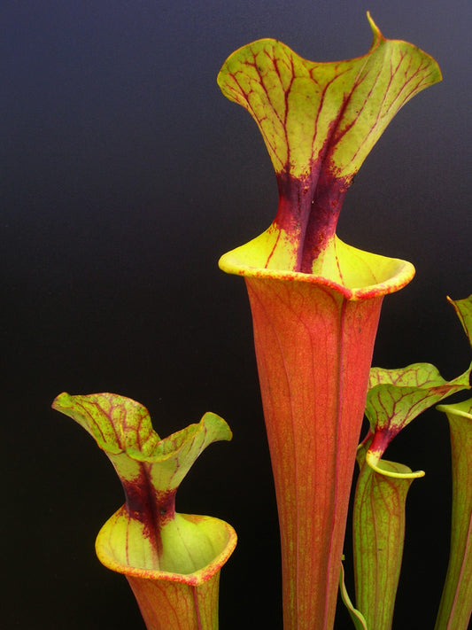 Sarracenia flava var. rubricorpora  F22 MK Giant red tube , Apalachicola