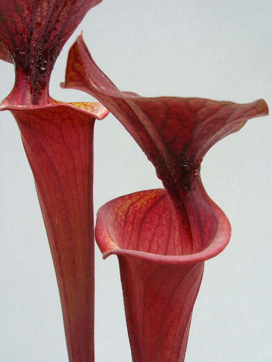 Sarracenia flava var. atropurpurea F27B MK All Red Form, Blackwater River State Forest, FL