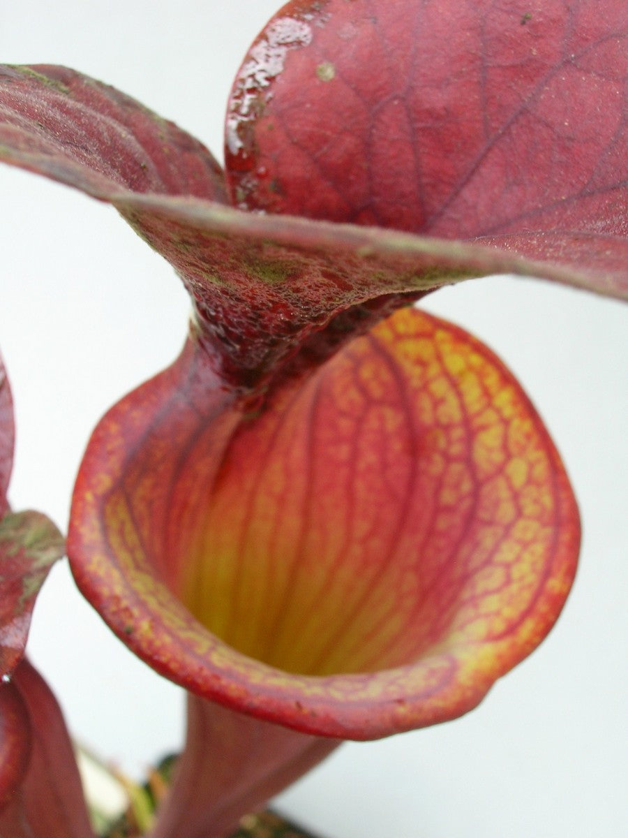 Sarracenia flava var. atropurpurea F27B MK All Red Form, Blackwater River State Forest, FL