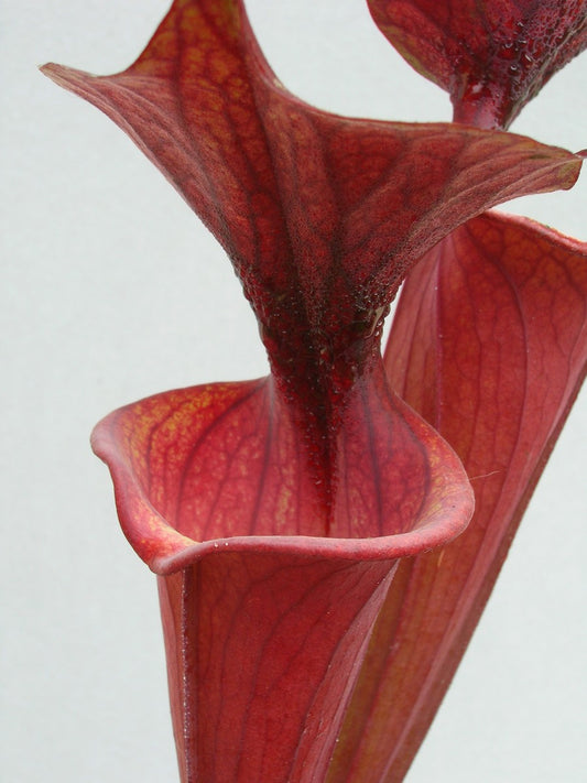 Sarracenia flava var. atropurpurea F27B MK  All Red Form, Blackwater River State Forest, FL