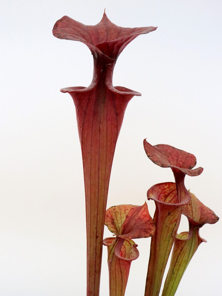 Sarracenia flava var. atropurpurea F27C MK  All Red Form, Blackwater River State Forest, FL