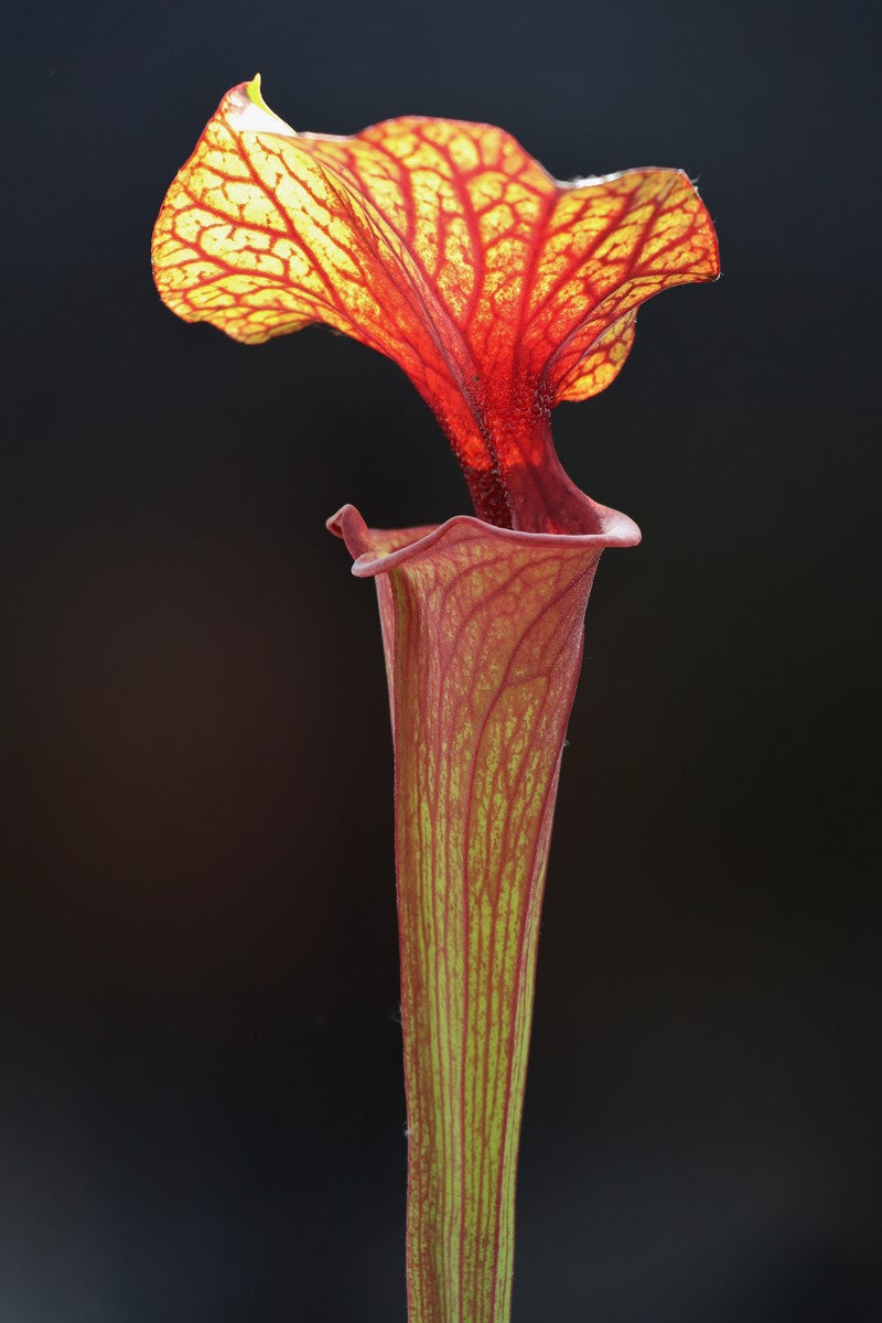 Sarracenia flava var. rubricorpora F28J Srba