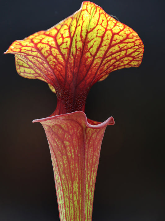 Sarracenia flava var. rubricorpora F28J Srba