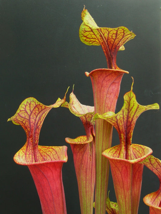 Sarracenia flava var. ornata/rubricorpora intergrade F63 MK