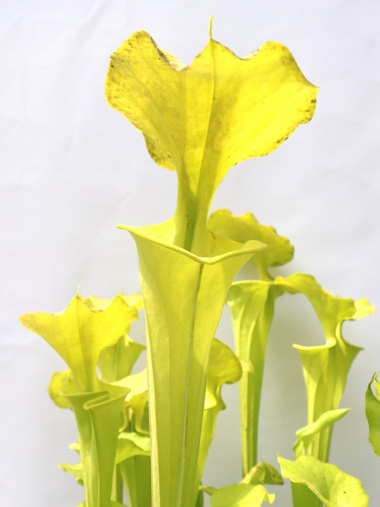 Sarracenia flava var. maxima F64 PW "Beautiful Yellow Pitchers"