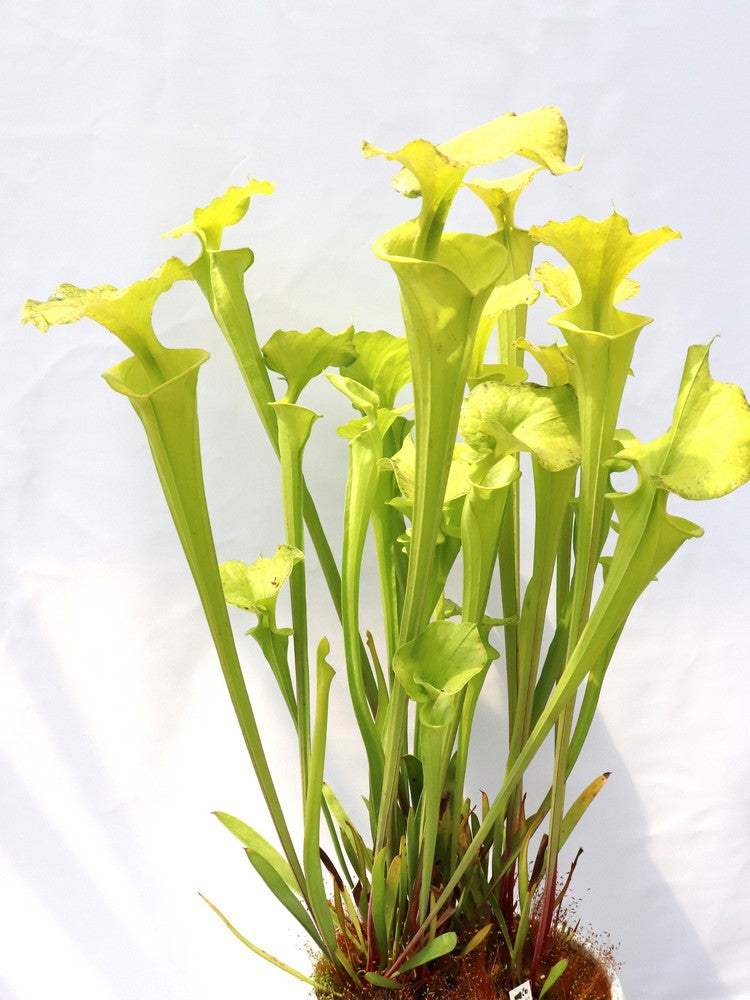 Sarracenia flava var. maxima F64 PW "Beautiful Yellow Pitchers"