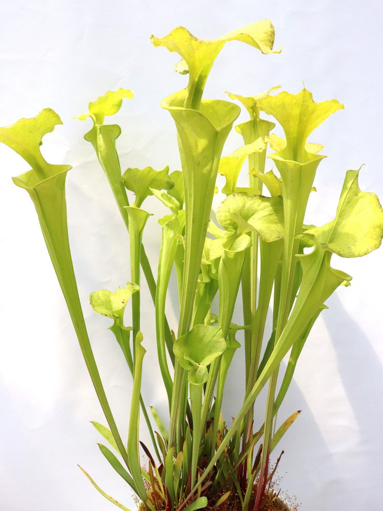 Sarracenia flava var. maxima F64 PW "Beautiful Yellow Pitchers"