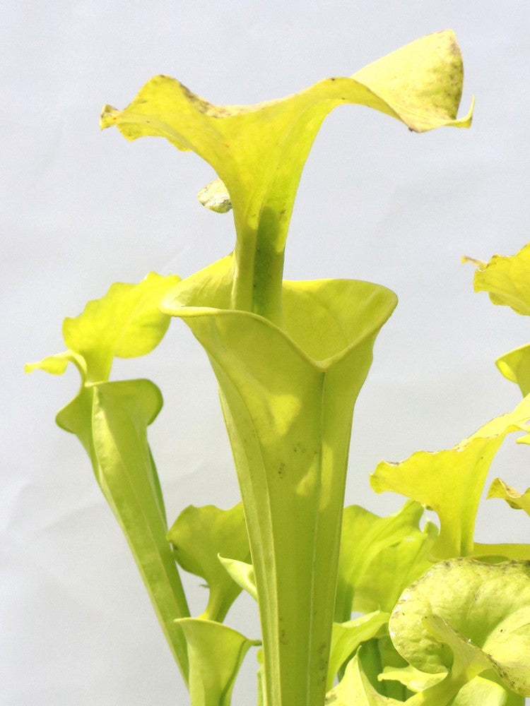 Sarracenia flava var. maxima F64 PW "Beautiful Yellow Pitchers"