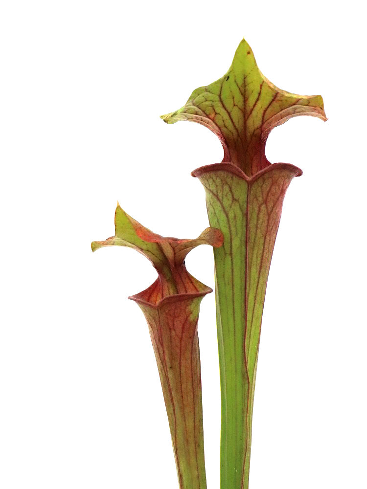 Sarracenia flava var. ornata  F99 MK  Medium vein, red throat, Apalachicola National Forest, FL.